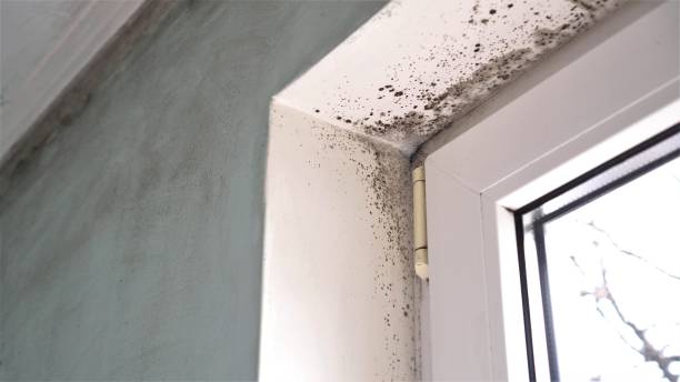 Best Same-Day Mold Removal  in St George, MO