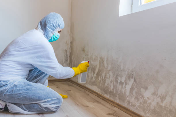 Certified Mold Removal in St George, MO