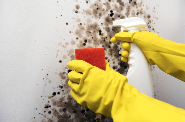 Best Mold Damage Repair  in St George, MO