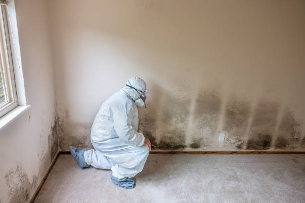 Best Certified Mold Removal  in St George, MO