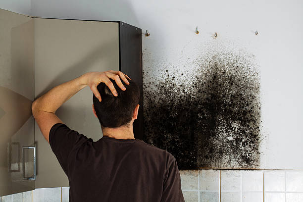 Best Certified Mold Removal  in St George, MO