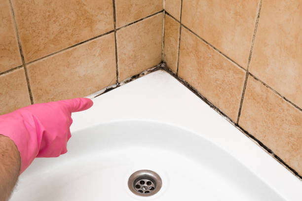 Best Commercial Mold Removal  in St George, MO